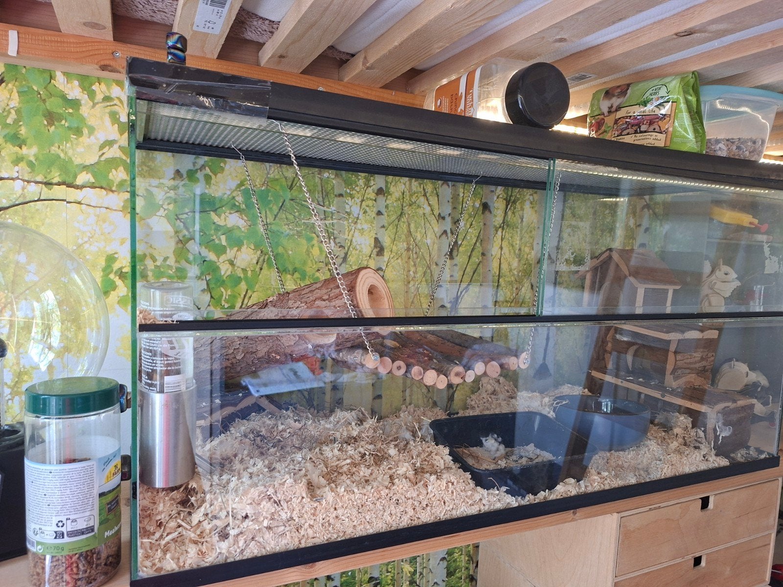 Terrarium of hok kleine knaagdieren 80 x 40, Dieren en Toebehoren, Knaagdieren en Konijnen | Hokken en Kooien, Gebruikt, Muis