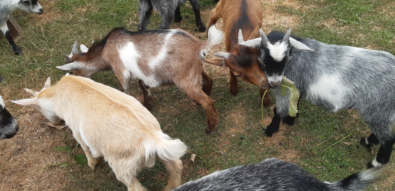 Vier jonge geitenbokjes., Dieren en Toebehoren, Mannelijk, Geit, 0 tot 2 jaar