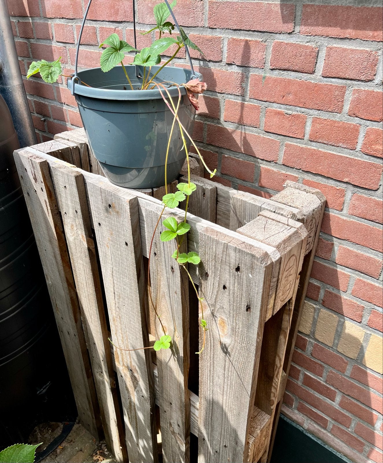 4 Europallets, Ophalen, Gebruikt, 50 mm of meer, Pallet