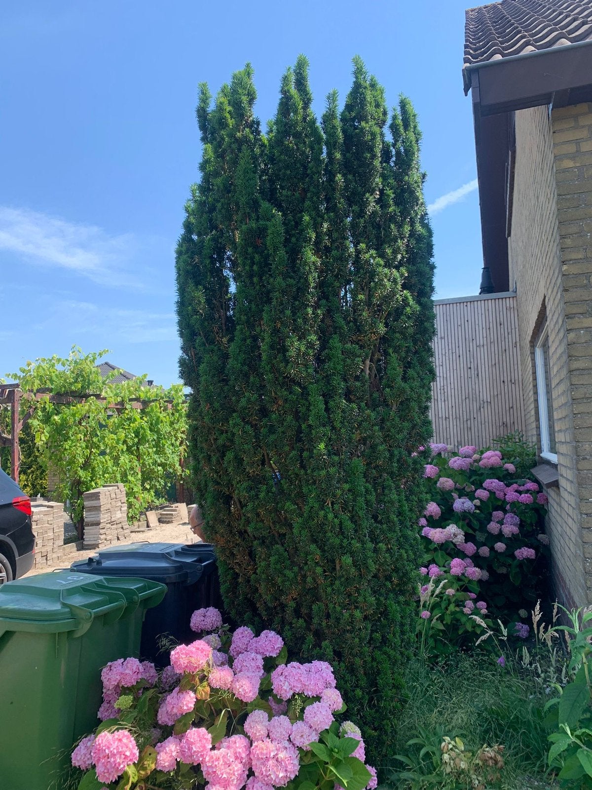 3 stuks Conifeer/taxus, Tuin en Terras, Planten | Bomen, Ophalen, Bloeit niet, Halfschaduw, Overige soorten