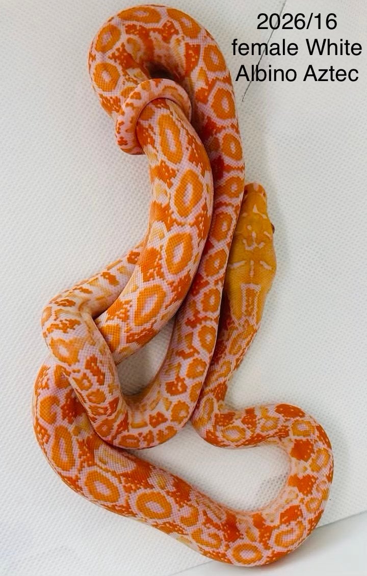 Nakweek Python Reticulatus Reticulated Python photo 11