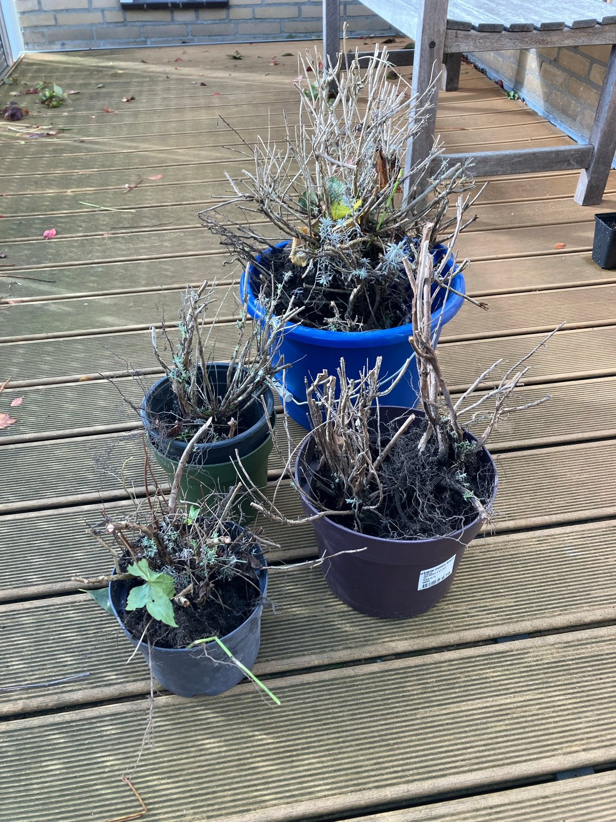 Lavendelplanten in diverse maten, Ophalen, Volle zon, Vaste plant, Kruiden