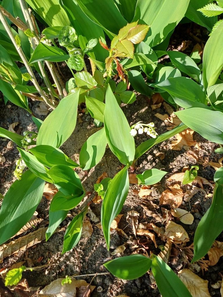 Lelietjes van Dalen. Vaste plant., Tuin en Terras, Planten | Struiken en Hagen, Ophalen of Verzenden, Overige soorten