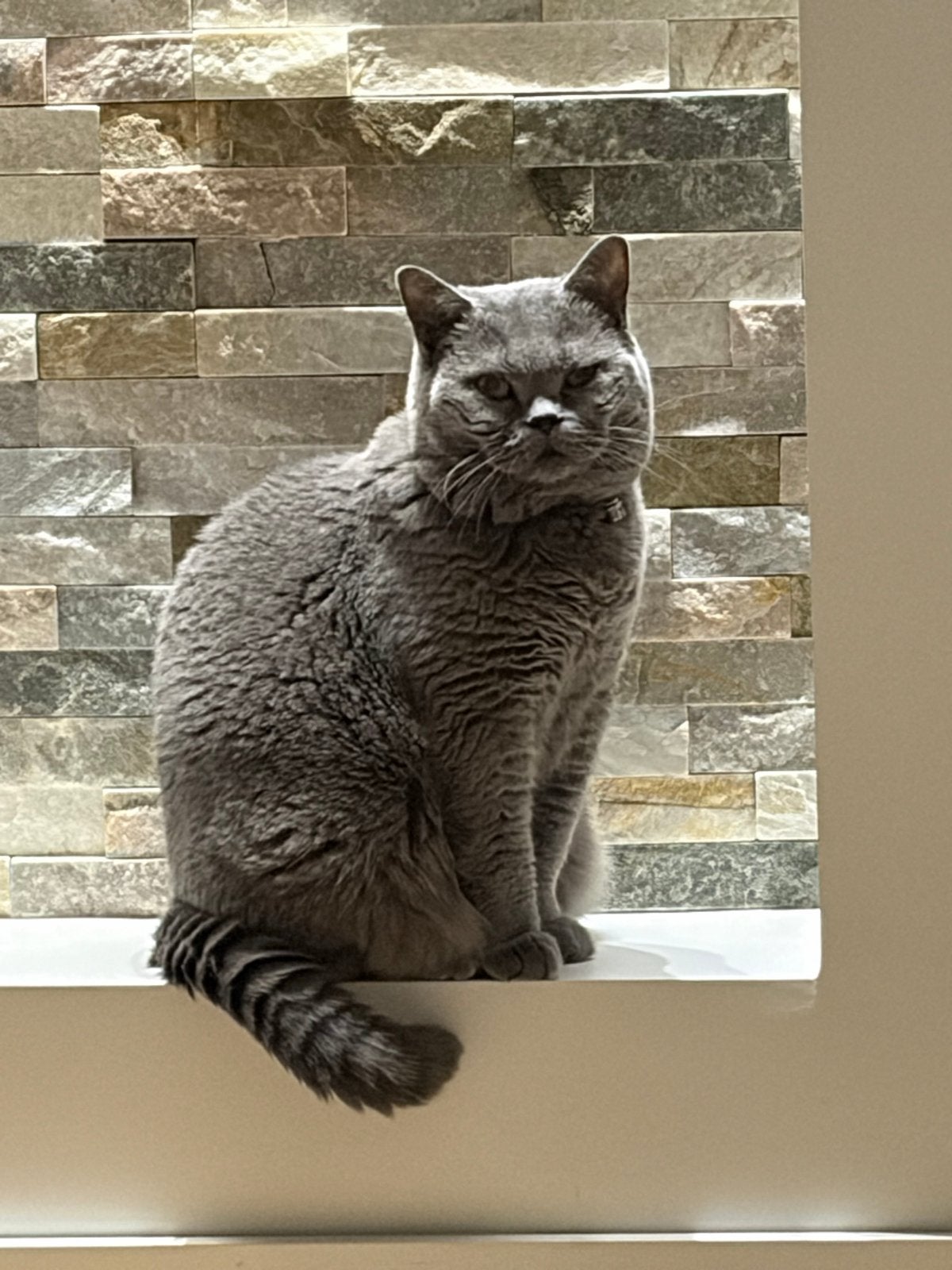 Lieve Britse Korthaar poes (3 jaar) zoekt nieuw thuis., Dieren en Toebehoren, Katten en Kittens | Overige Katten, Poes