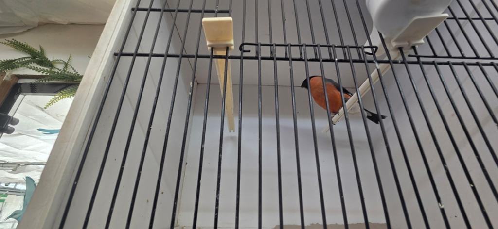 Goudvink man, Mannelijk, Wildzangvogel