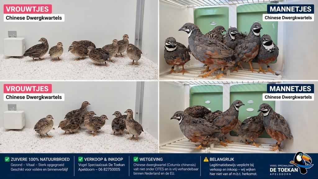 Chinese Dwergkwartels – Zuiver natuurbroed | Mannen & pop, Dieren en Toebehoren, Vogels | Overige Vogels, Meerdere dieren, Geringd
