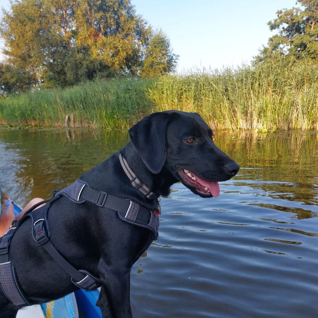 Labrador-Weimaraner (75%-25%) pups verwacht!, Overige rassen, 8 tot 15 weken, Teef, CDV (hondenziekte)