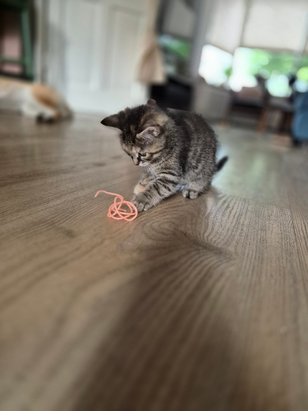 Kitten poesje, Poes, Ontwormd