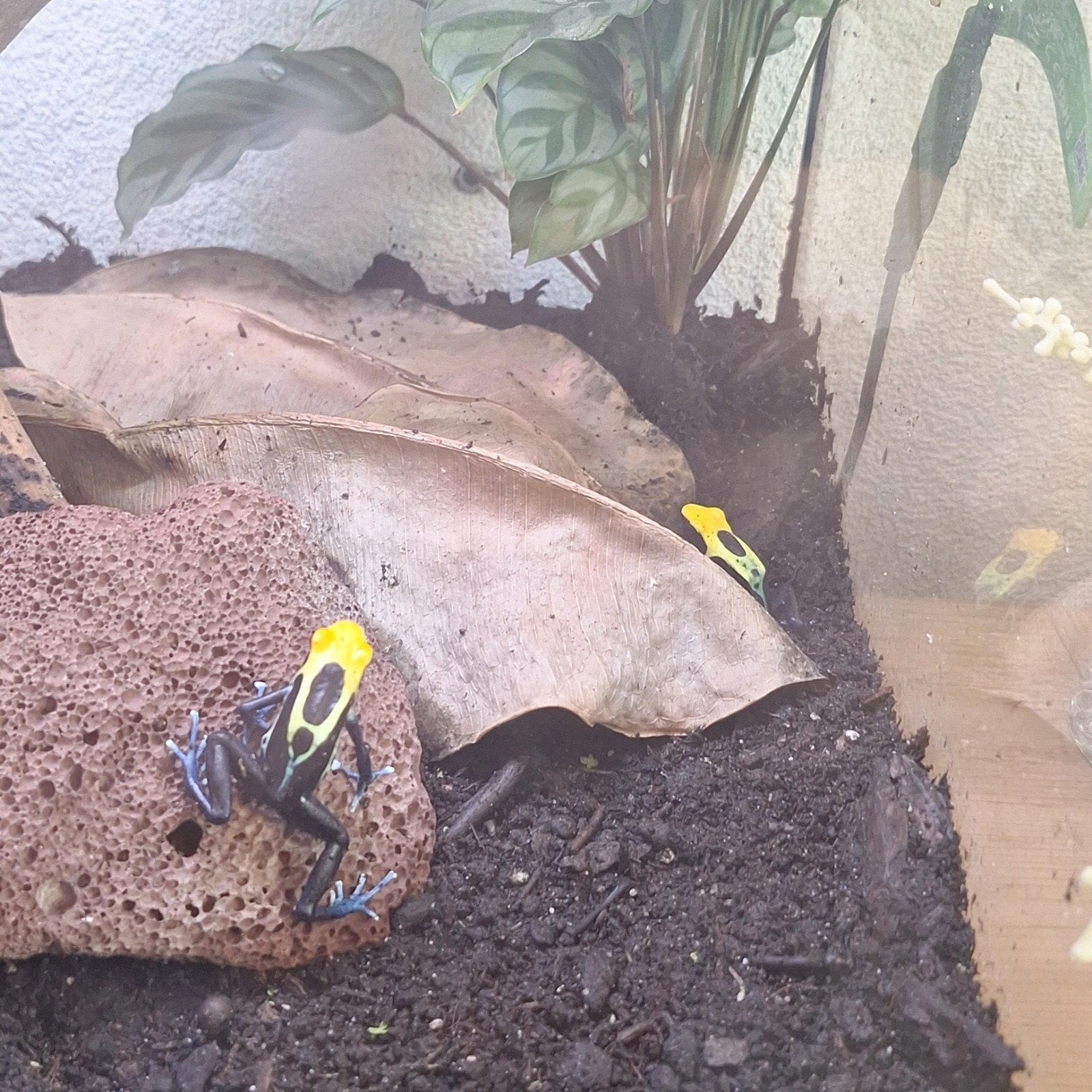 1.1 Dendrobates tinctorius koppel te  ruil Frog - female for sale from Blah blah