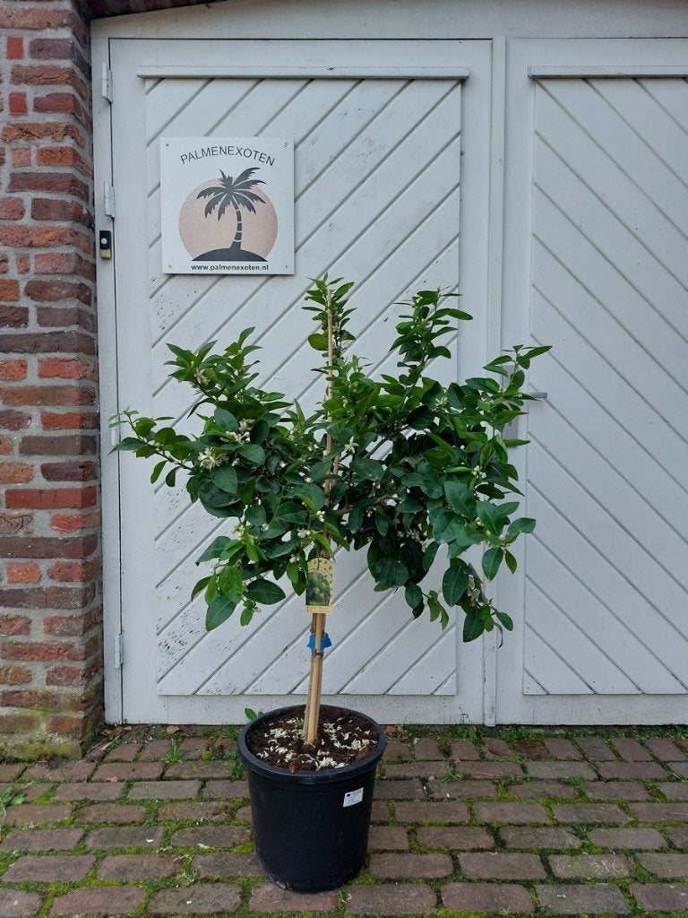 TE KOOP: VERSCHILLENDE SOORTEN CITRUSBOMEN, Overige soorten, 100 tot 250 cm, Zomer, Ophalen