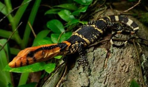 Varanus dumerilii jonge dieren Monitor Lizard - unknown for sale from Bo
