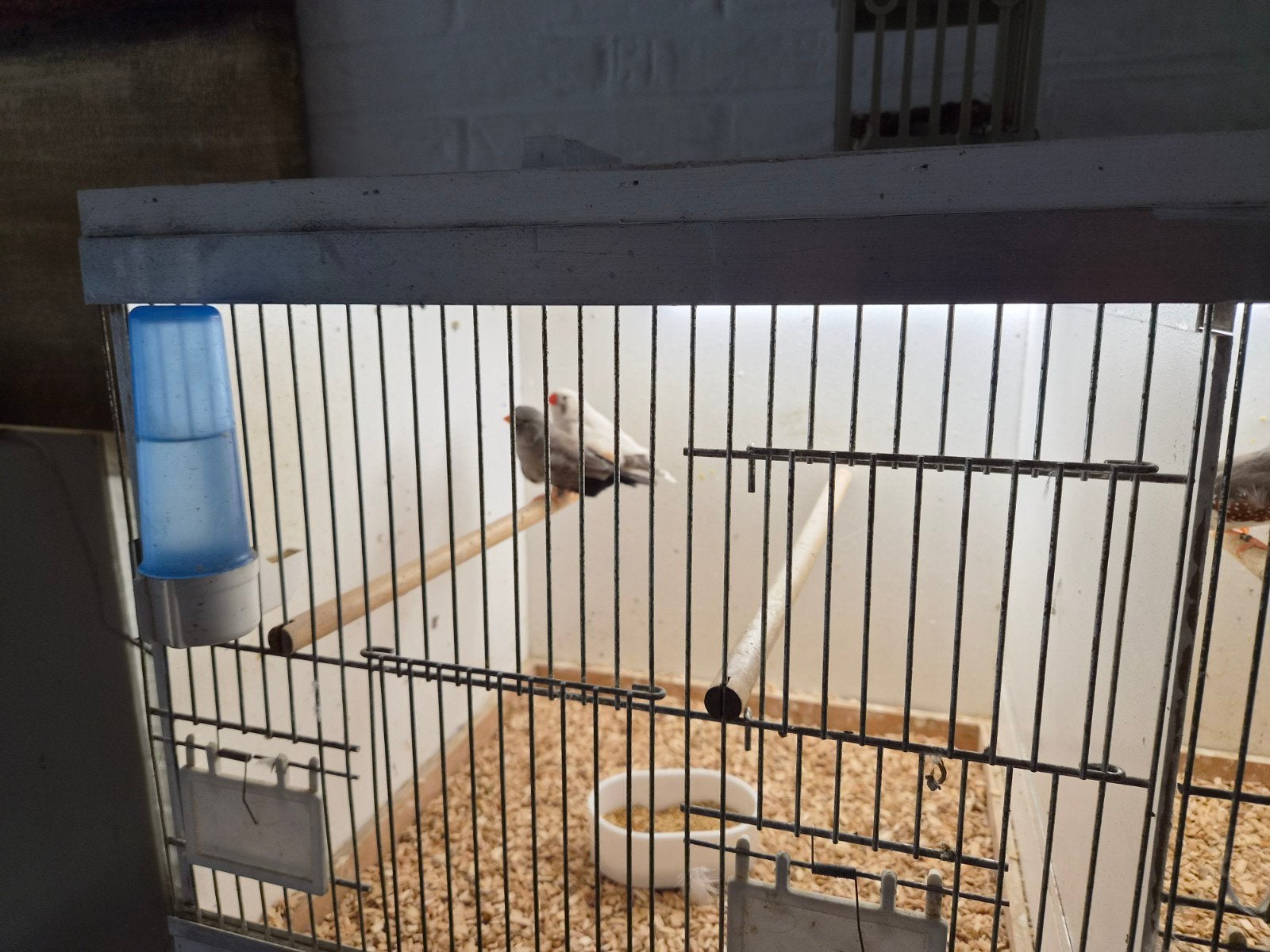 mooi koppel charcoal zebravinken, Dieren en Toebehoren, Ophalen, Hout, Vogelkooi