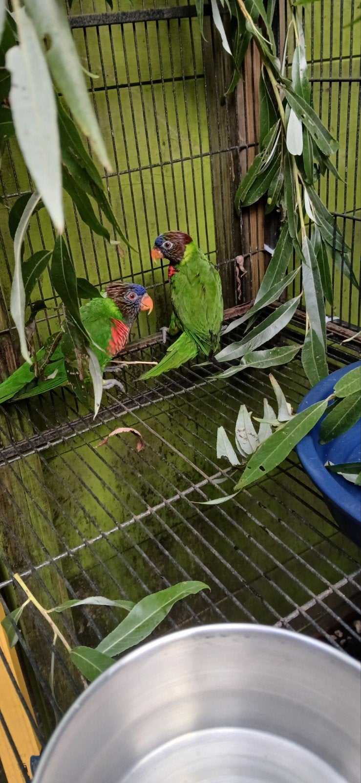 Massena lori's, Meerdere dieren, Papegaai
