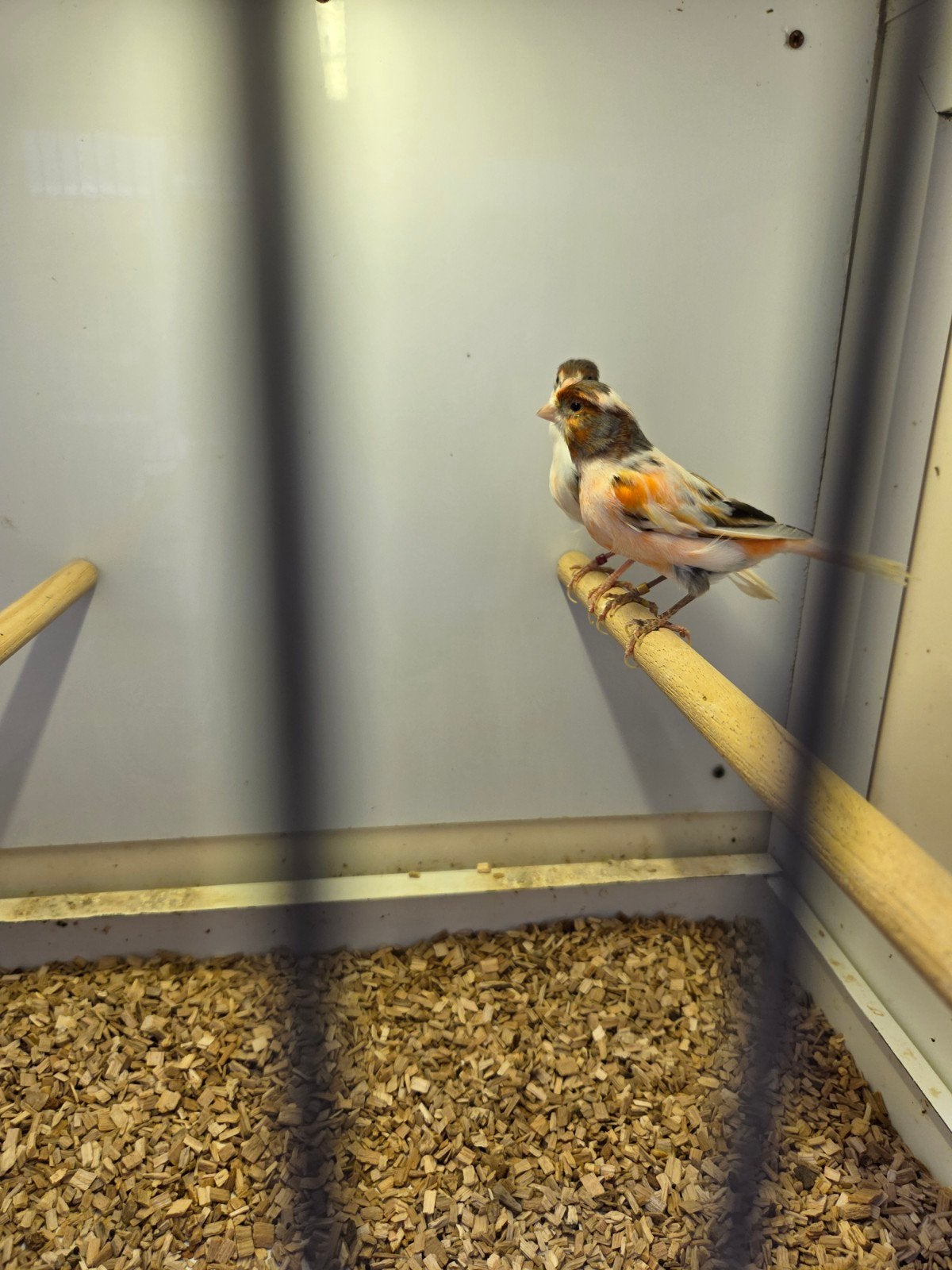 Harlekijn kanaries, Meerdere dieren, Kleurkanarie