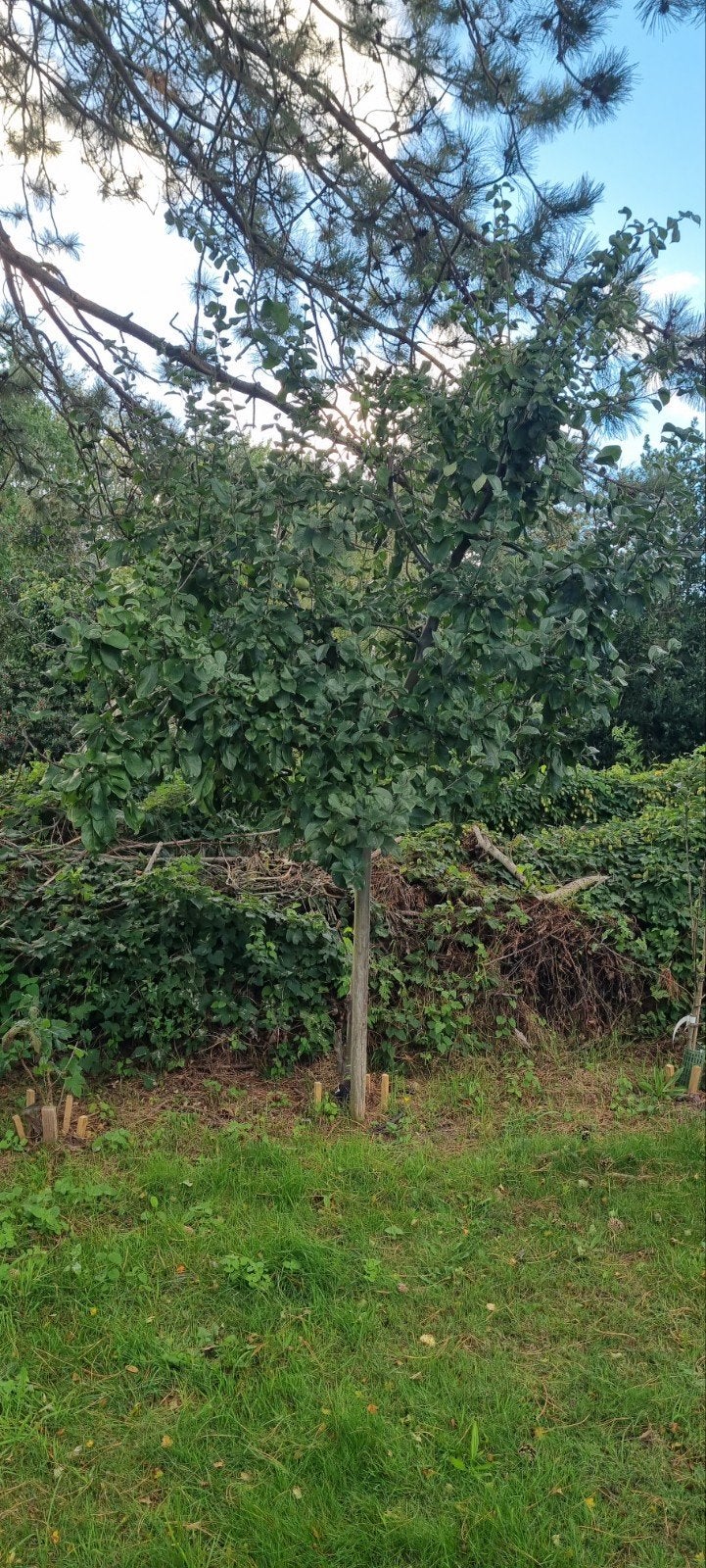 Api Noir Appelboom - halfstam, Donkerpaarse, friszoete appel, Overige soorten, Lente, 250 tot 400 cm, Ophalen