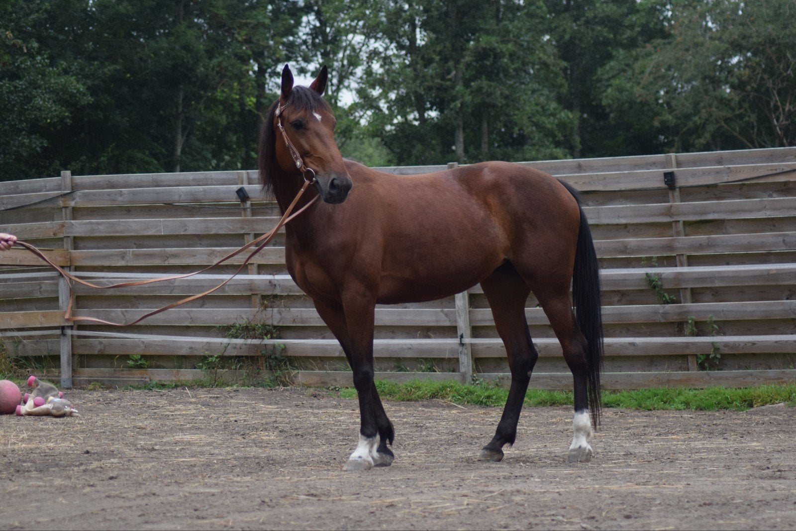 leuke draver merrie zoekt nieuw huisje, Dieren en Toebehoren, Merrie, 3 tot 6 jaar, 160 tot 165 cm, Recreatiepaard