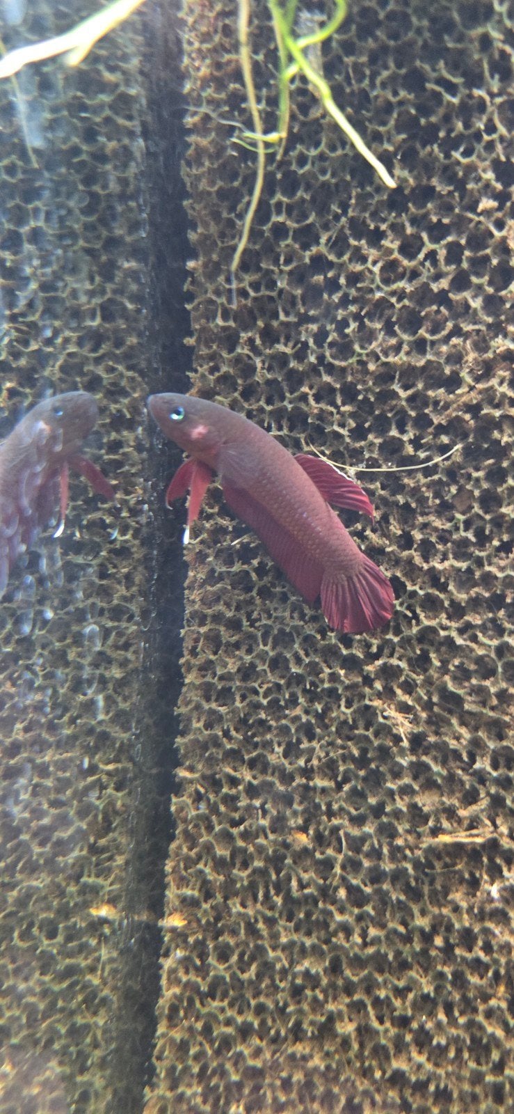 Wilde betta Rutilans koppel, Vis, Zoetwatervis