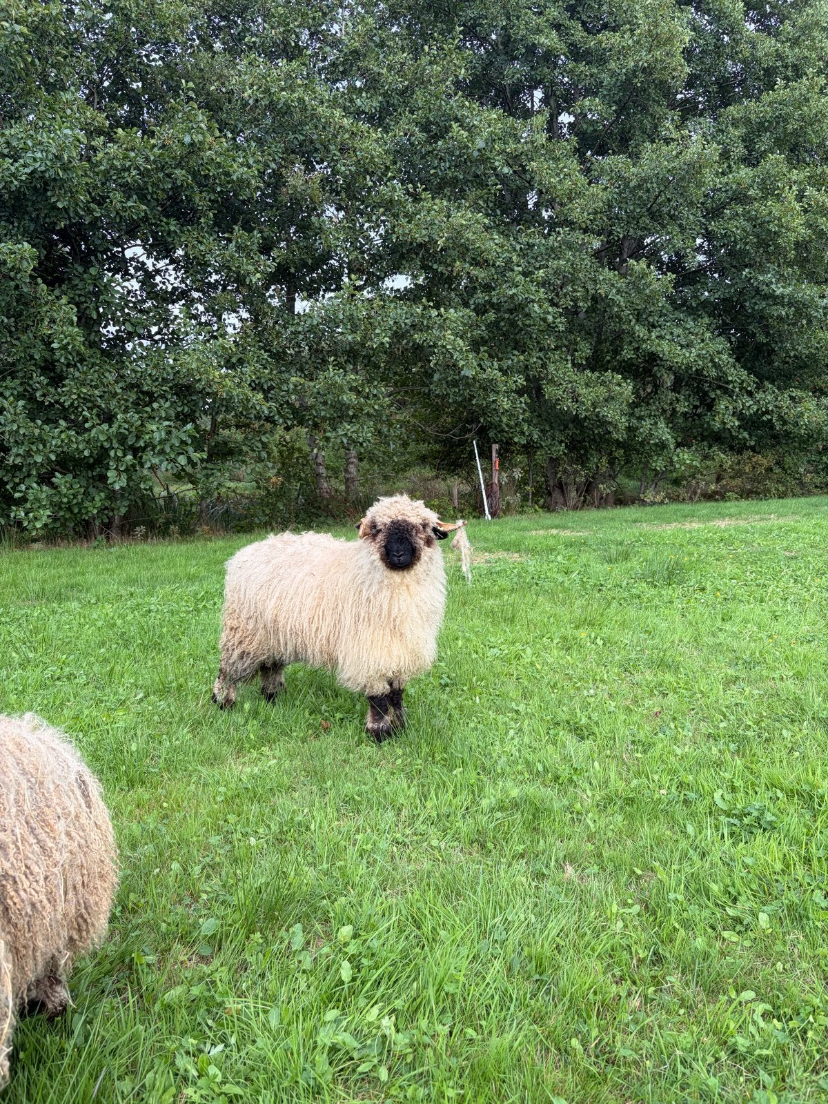 Walisser schwaznase ooi, Vrouwelijk, Schaap