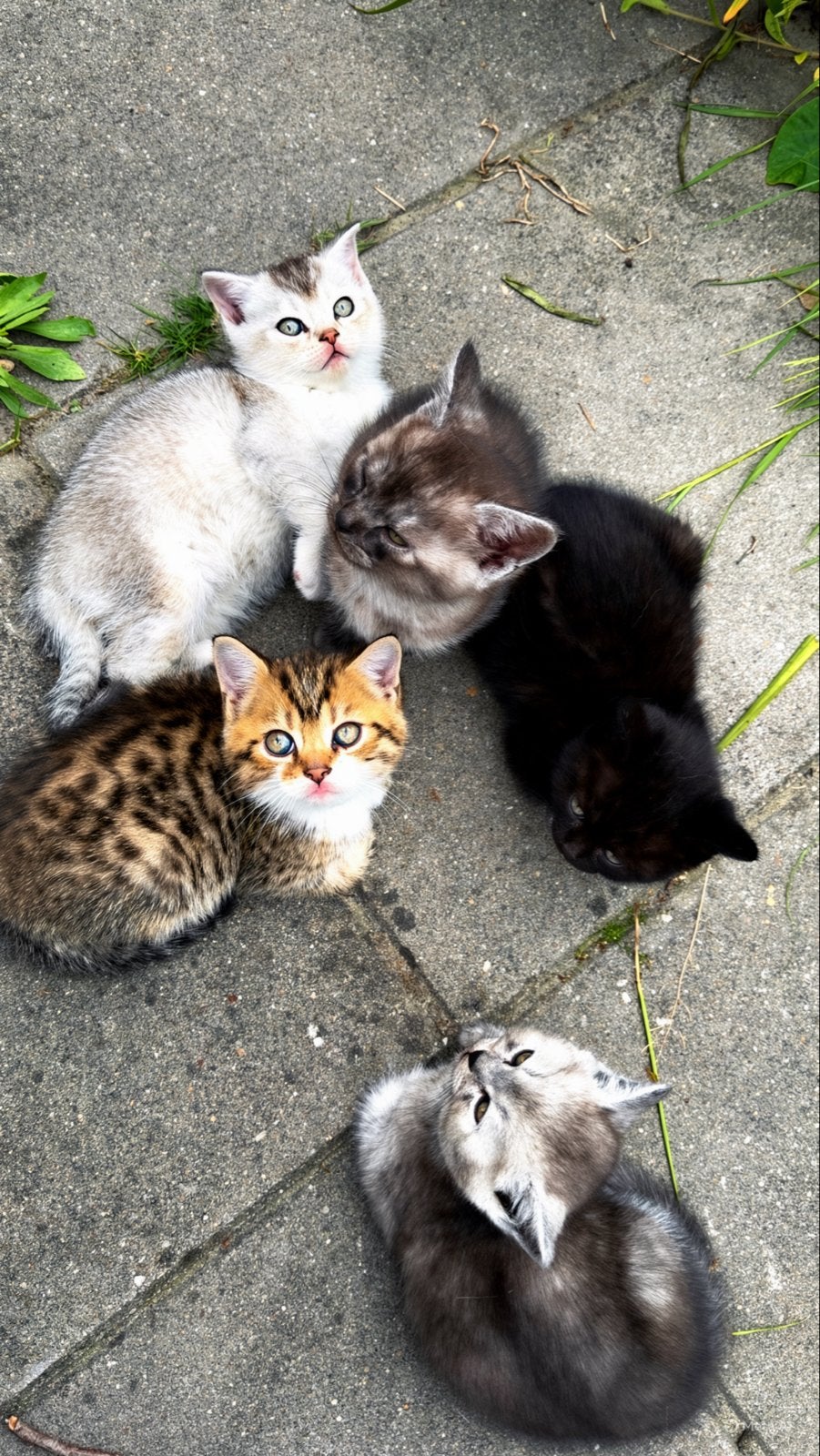 Gratis katten