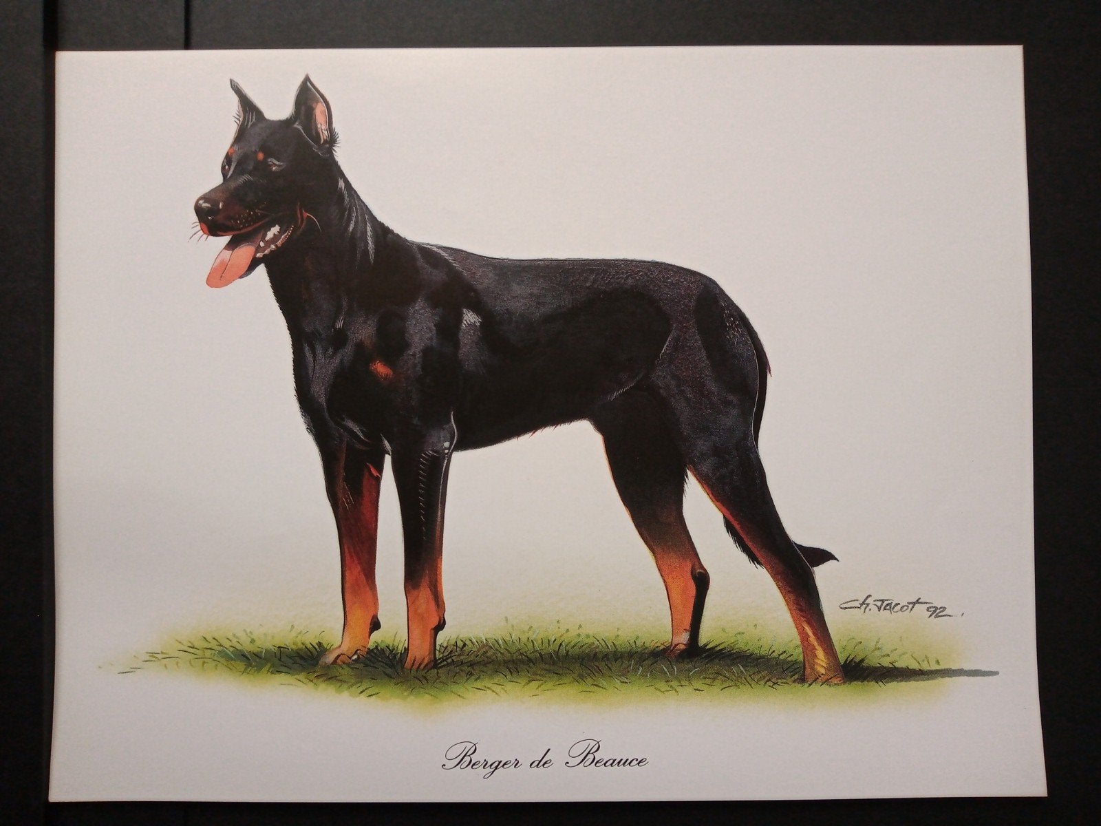 Beauceron - kunstprent - levensecht - Ch Jacot, Verzenden, 1980 tot heden, Zo goed als nieuw, Dier