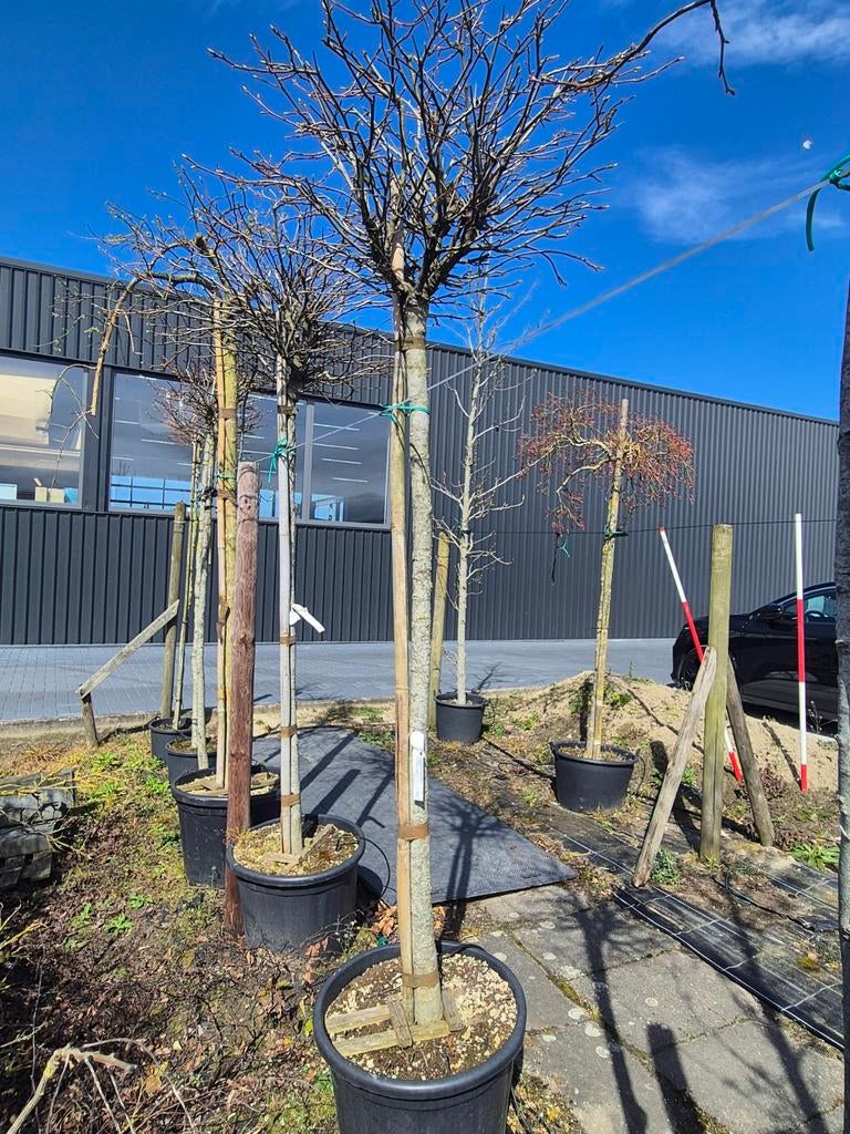 Bol amber boom  Liquidambar Gumball met stevige dikke stam, Tuin en Terras, Planten | Bomen, Ophalen, Bloeit niet, In pot, Volle zon