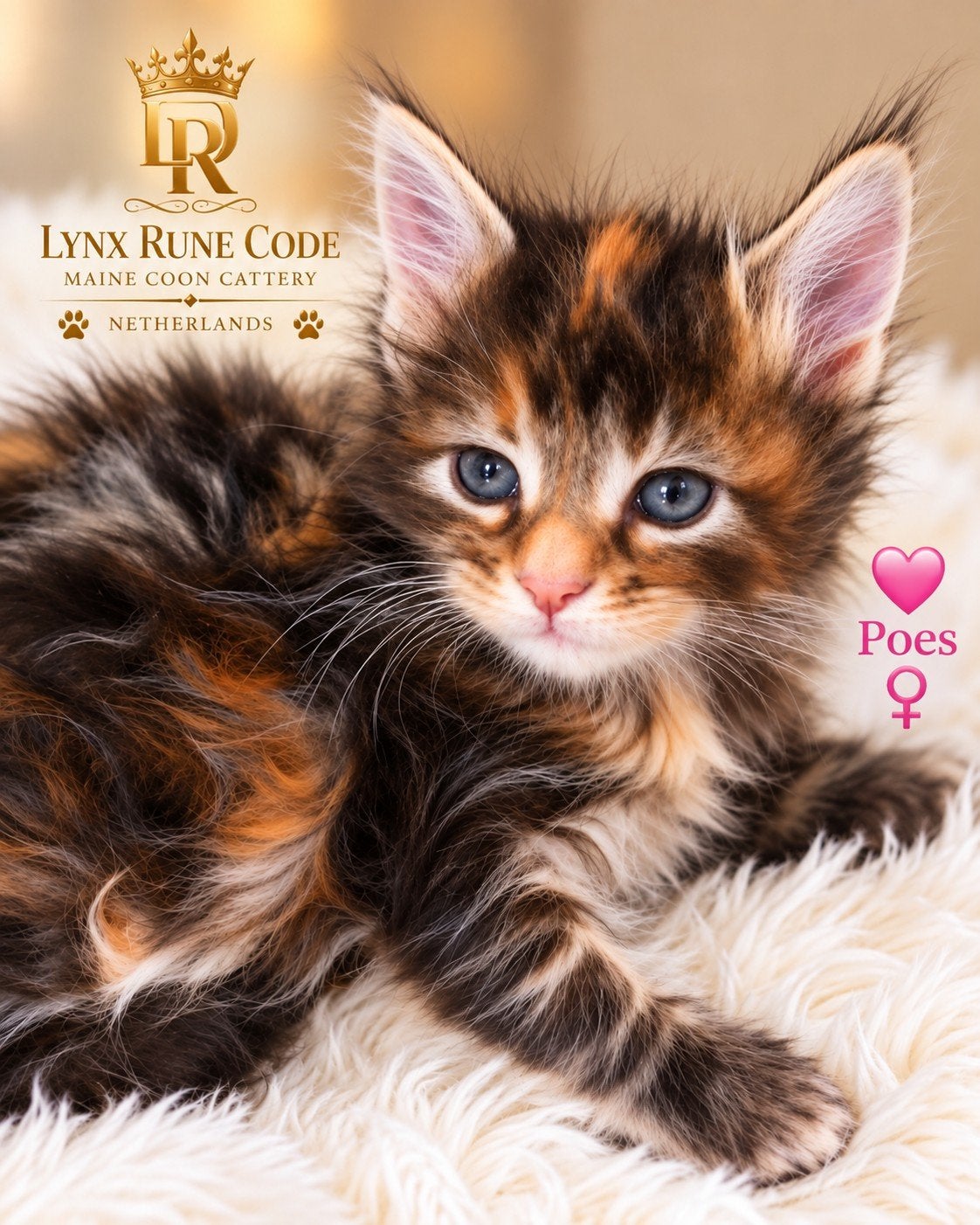 Europese Maine Coon kittens uit World Champion-lijnen 

ht, Kater, Met stamboom, 0 tot 2 jaar