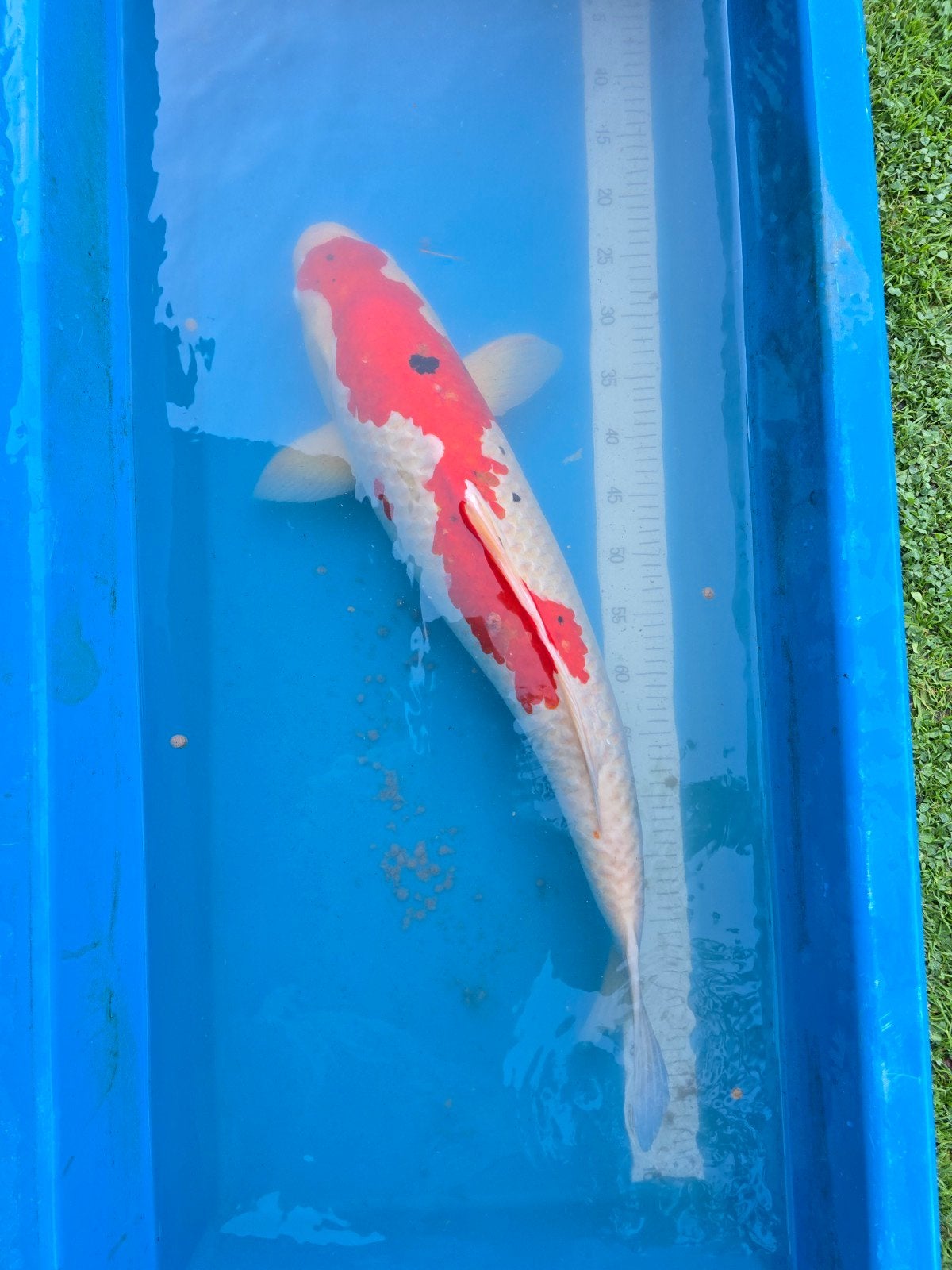 Zeer mooie en grote Sanke 75-80cm, Dieren en Toebehoren, Vissen | Vijvervissen, Karper of Koi