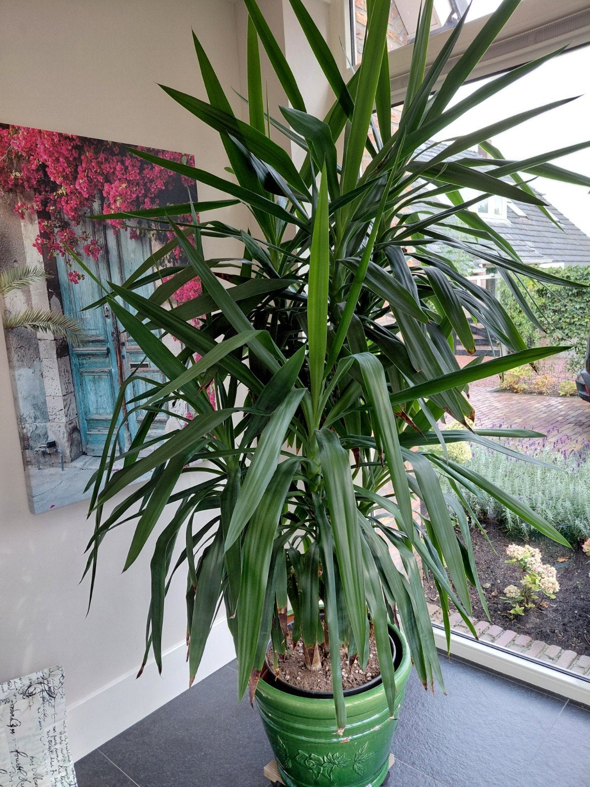 Grote en gezonde Yucca Gigantea - 2.25m hoog, Huis en Inrichting, Kamerplanten, Ophalen, 200 cm of meer, Halfschaduw, In pot
