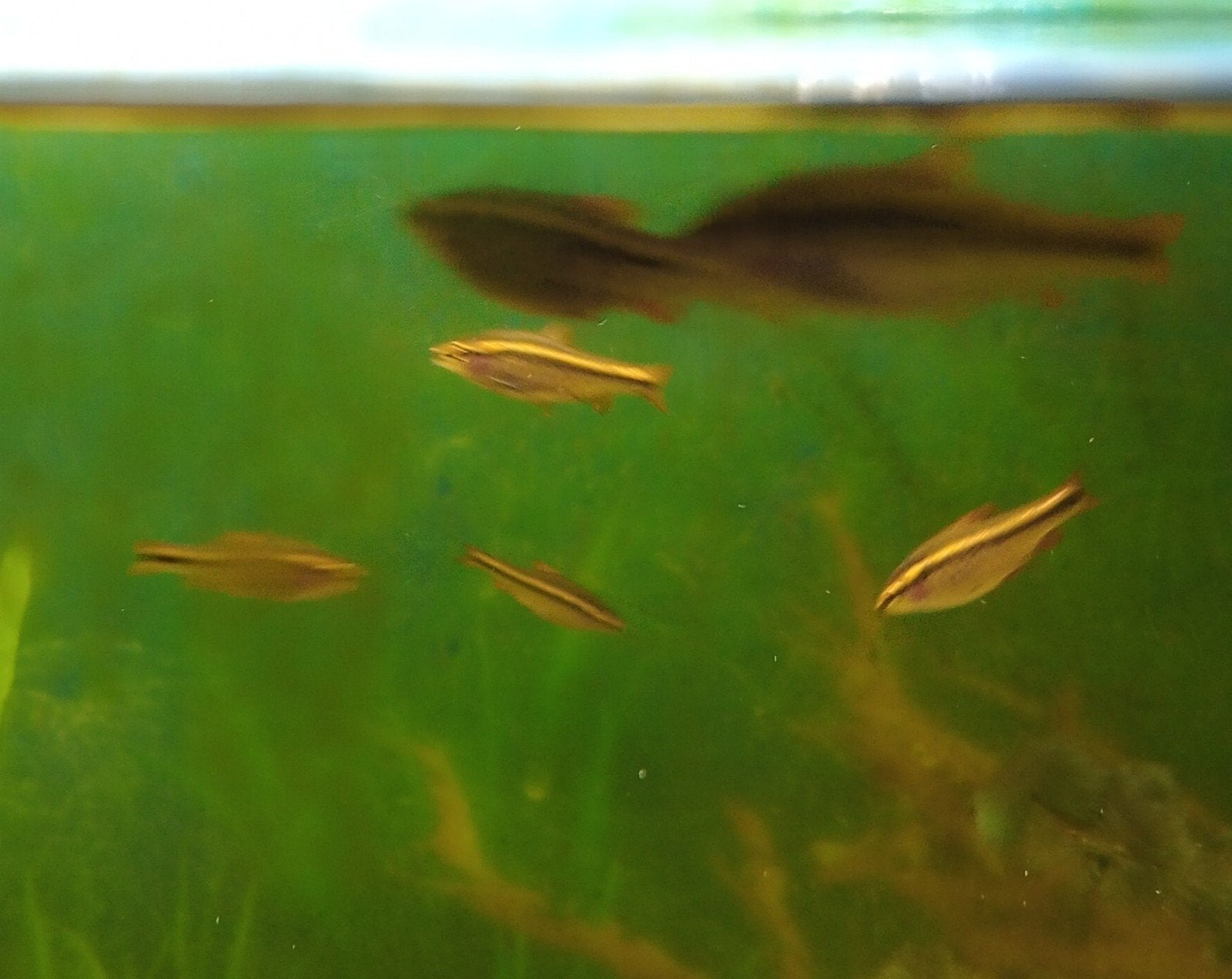 Jonge Cherry barbelen., Dieren en Toebehoren, Vissen | Aquariumvissen, Vis, Zoetwatervis, Schoolvis