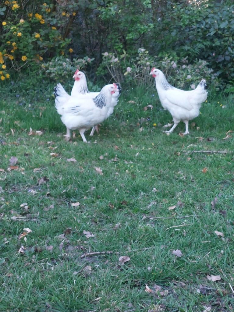 Sussex kippen - Tegen de leg -vriendelijk en dociel karakter, Dieren en Toebehoren, Pluimvee, Vrouwelijk, Kip