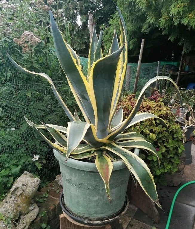 Grote cactus Agave Americana, Huis en Inrichting, Ophalen, Cactus, Minder dan 100 cm