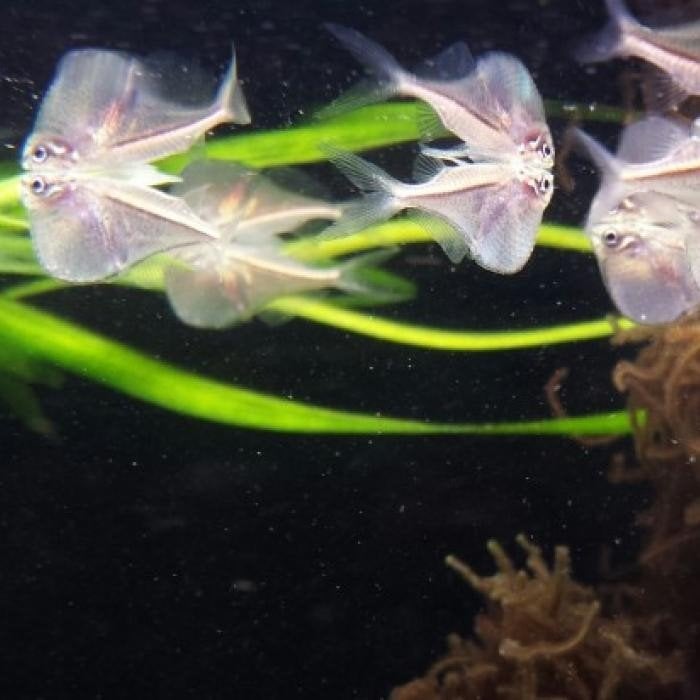 Carnegiella marthae, Dieren en Toebehoren, Vis