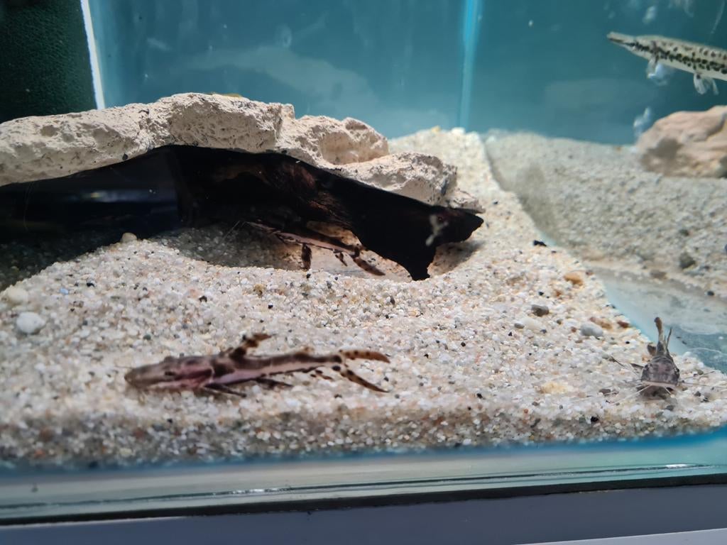 Tijgerspatelbekmeerval, Pseudoplatystoma Fasciatum, Dieren en Toebehoren, Vissen | Aquariumvissen, Vis, Zoetwatervis