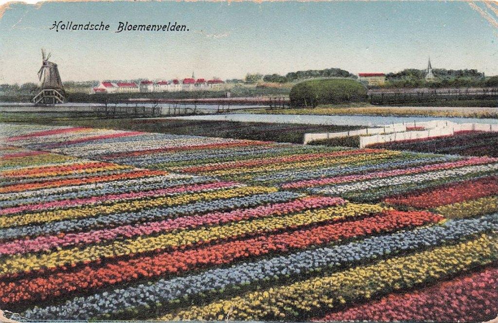 703-485-043 Hollandsche Bloemenvelden, Verzenden, Voor 1920, Noord-Holland