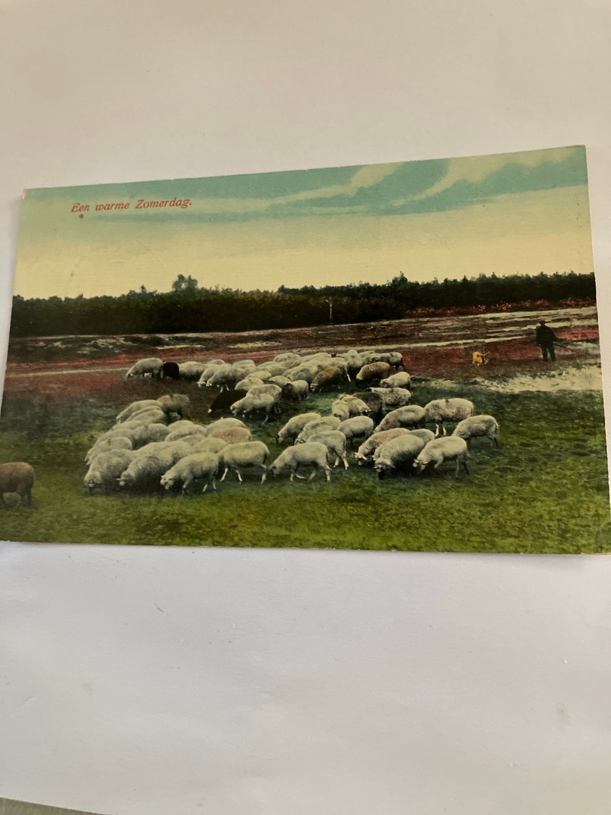 Oude Ansichtkaart: Een Warme Zomerdag met Schapen, Ophalen of Verzenden, Voor 1920, Gelopen, Groningen