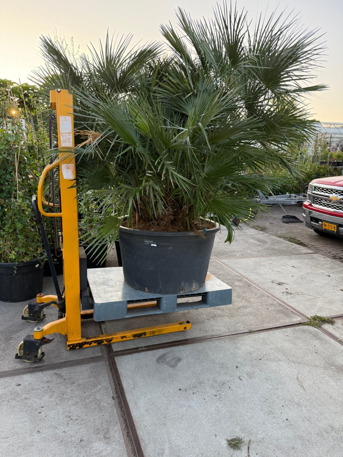 Super super super grote palm chamearops een plaatje, Tuin en Terras, Planten | Bomen, 100 tot 250 cm, Zomer, Palmboom, Ophalen