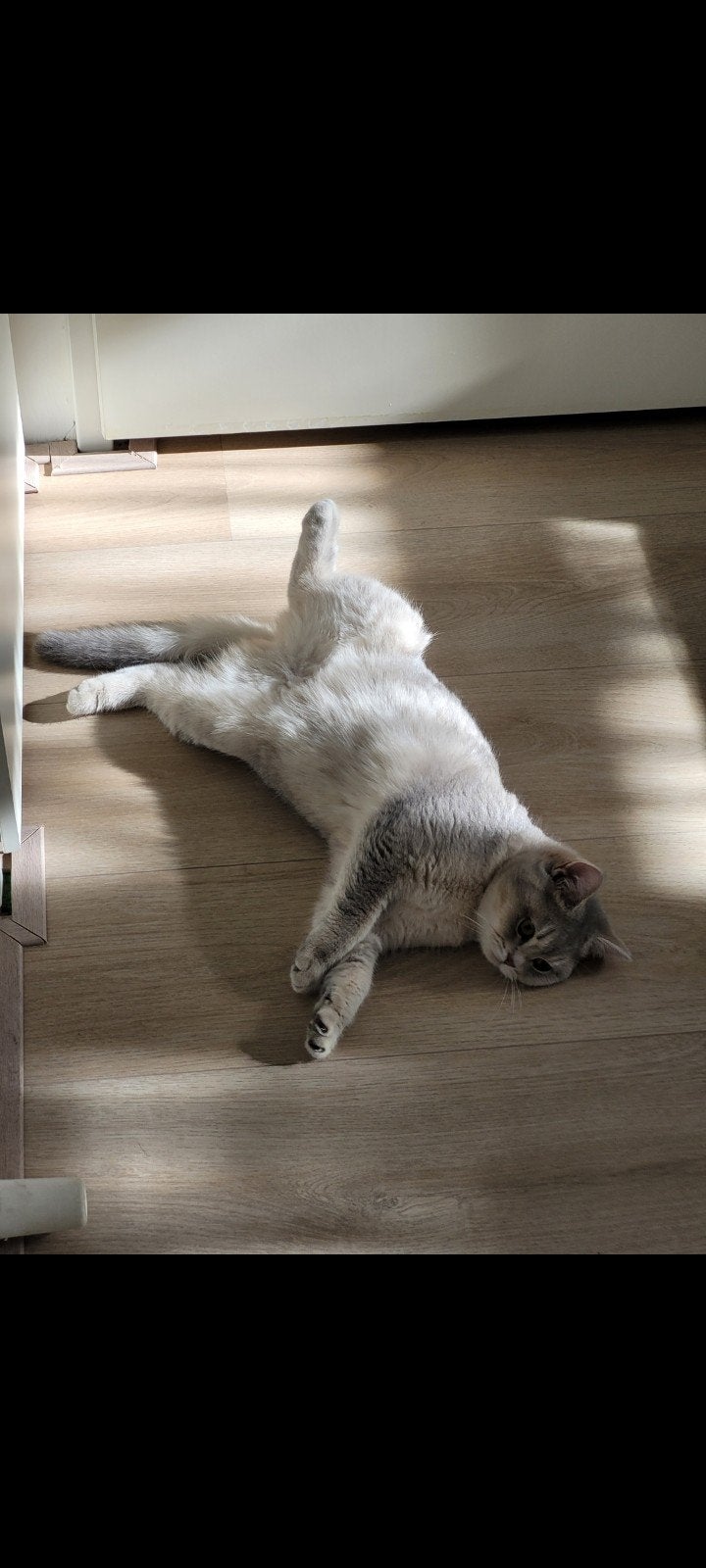 Britse korthaar blue golden shaded, Dieren en Toebehoren, Katten en Kittens | Raskatten | Korthaar, Poes, 0 tot 2 jaar, Ontwormd