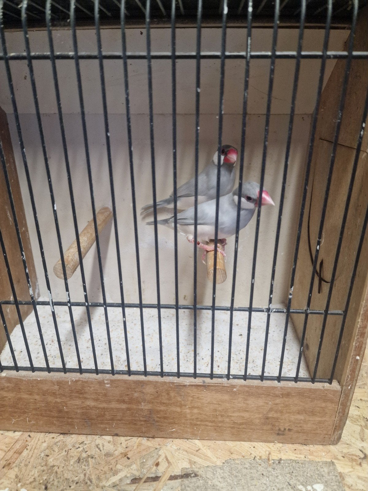koppel opaal rijstvogels, Dieren en Toebehoren, Meerdere dieren, Tropenvogel