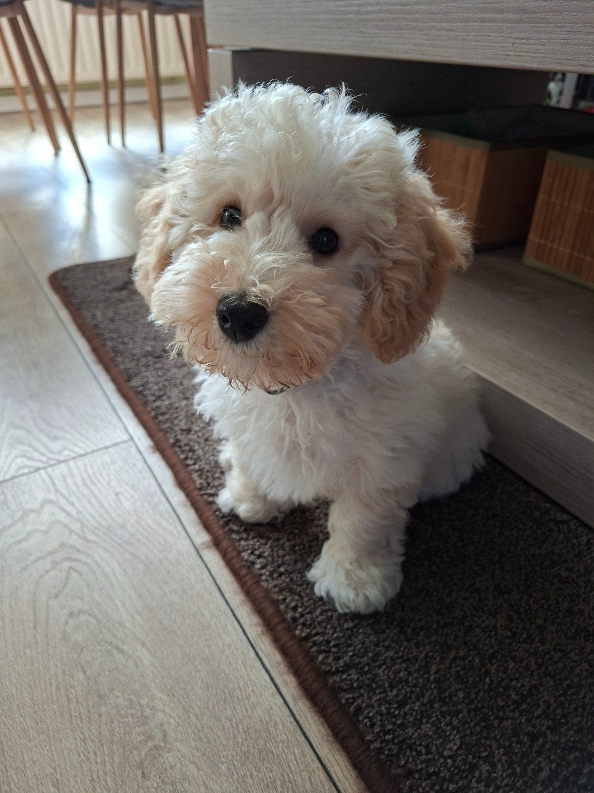 Zeer lieve, mooie, Maltipoo pup reu 13 weken oud, Dieren en Toebehoren, Honden | Chihuahua's en Gezelschapshonden, 8 tot 15 weken