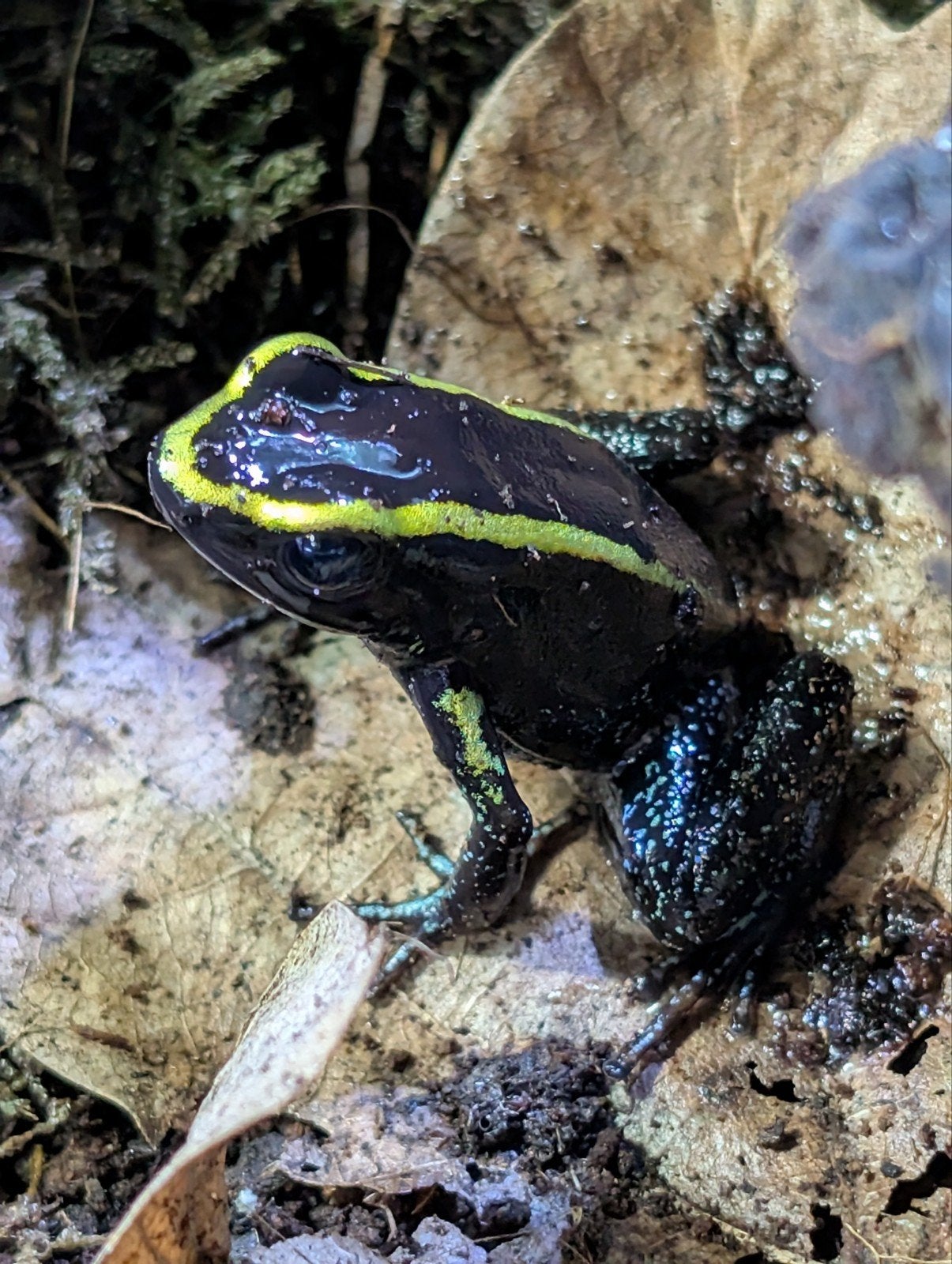 Trio Phyllobates aurotaenia 'Yellow' Frog - female for sale from NKexotics nl
