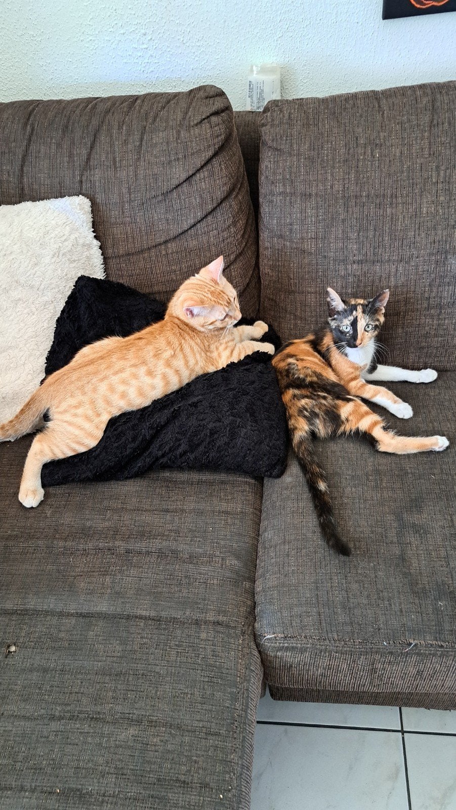 Kittens te koop, Meerdere dieren