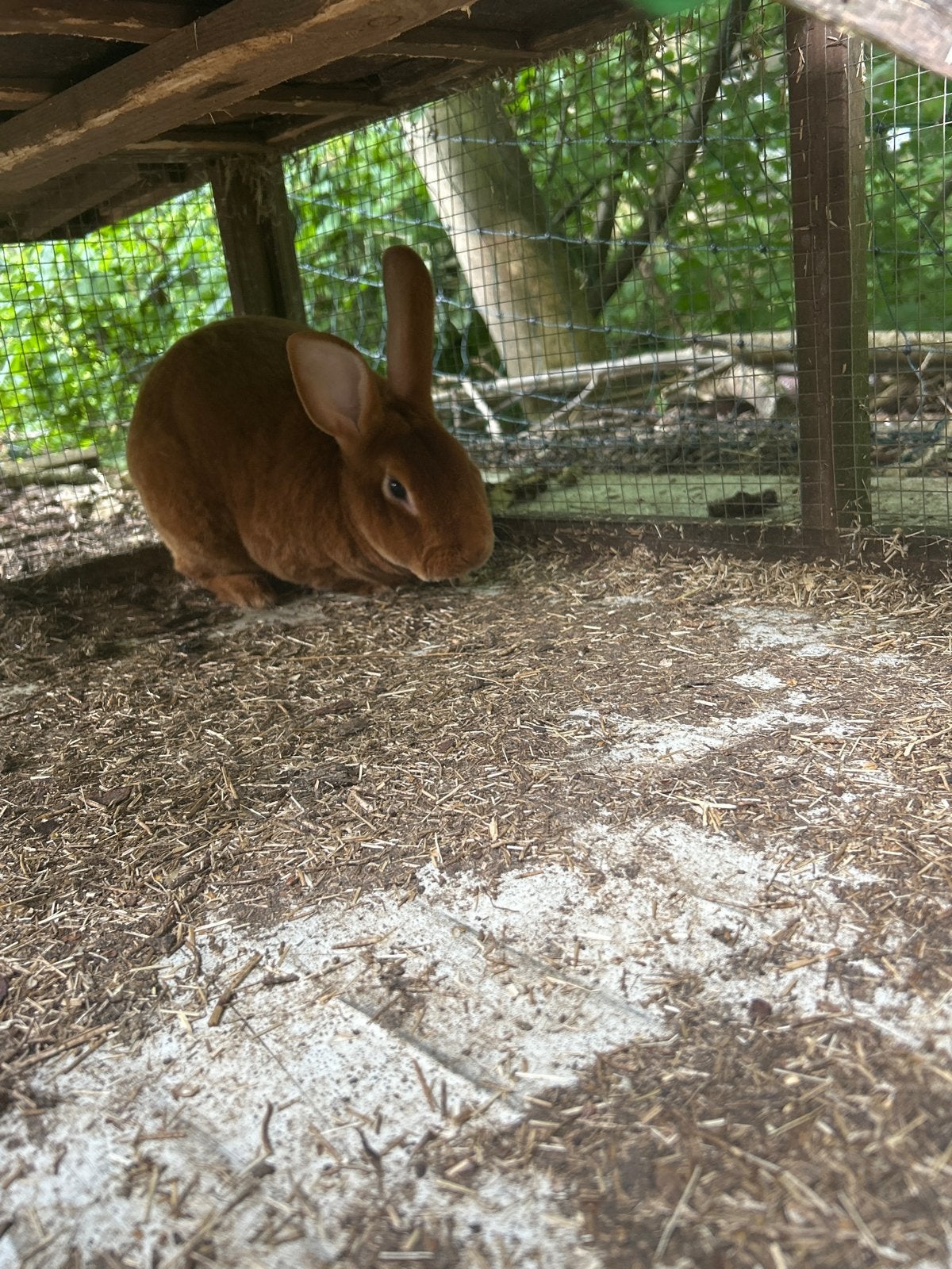 Kruising rex ram, Dieren en Toebehoren, Mannelijk