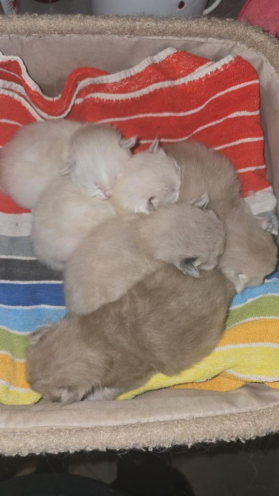 Prachtig, nestje lieve sociale kittens, Dieren en Toebehoren, Katten en Kittens | Raskatten | Langhaar, Meerdere dieren, Ontwormd