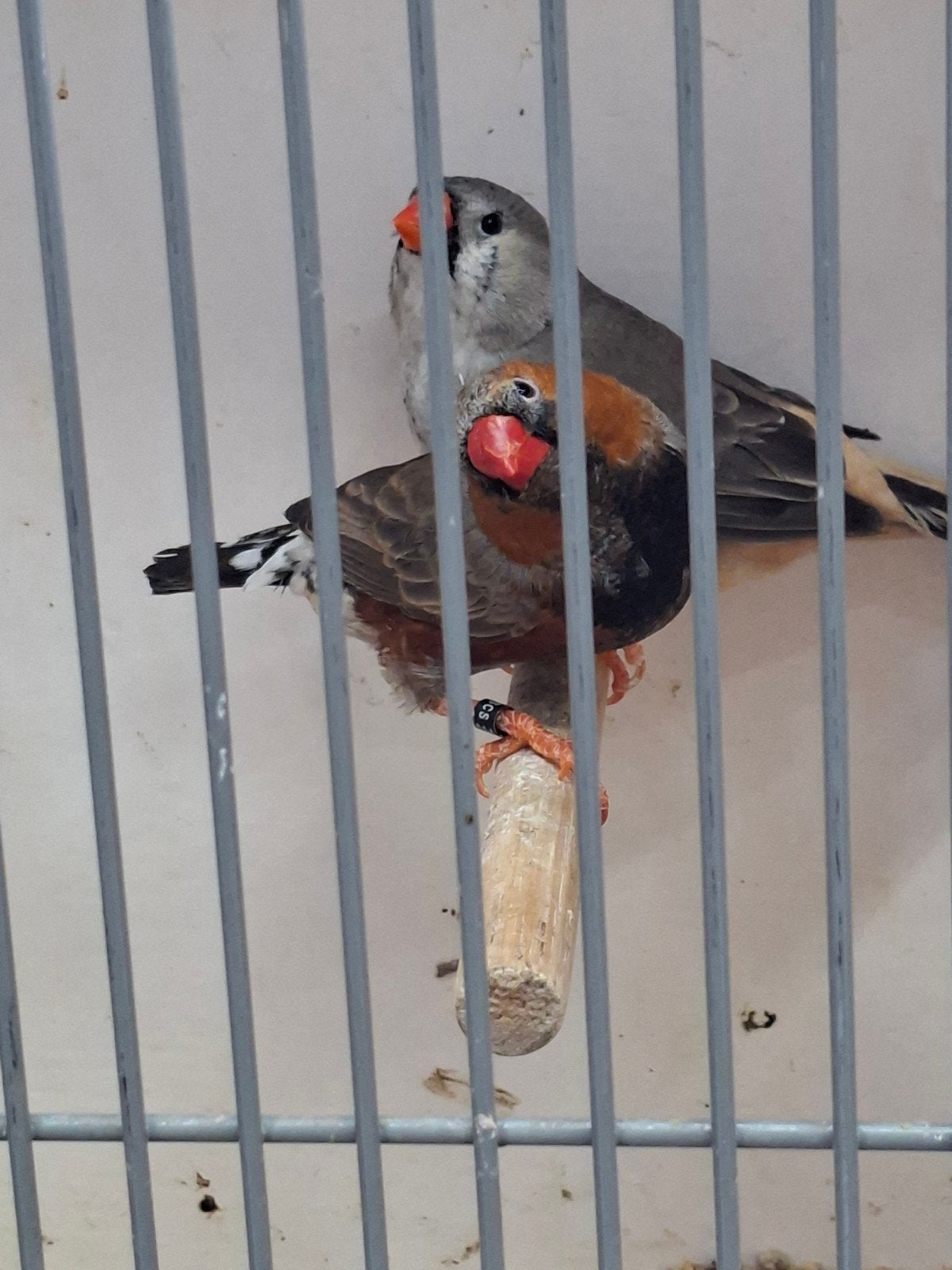 te koop diverse zebravinken tt waardige, Meerdere dieren