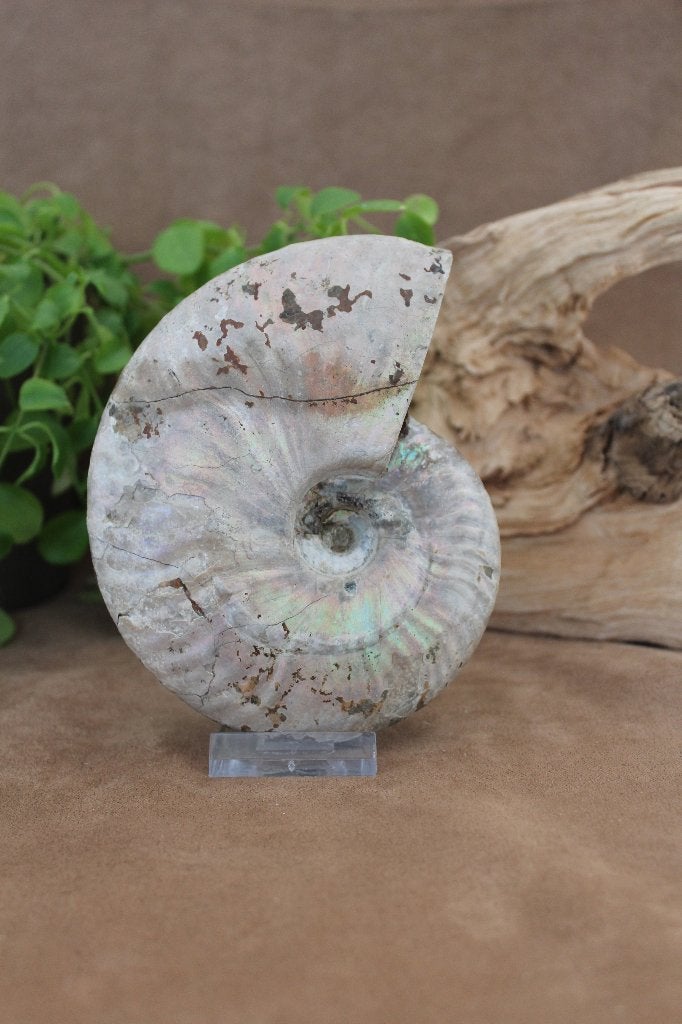 Ammoniet, Verzamelen, Mineralen en Fossielen, Ophalen of Verzenden, Fossiel
