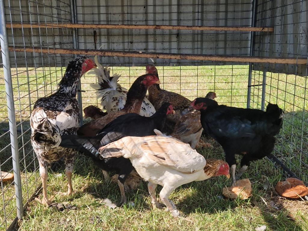 Te koop 0 sham 10 hennen 1 haan, Dieren en Toebehoren, Meerdere dieren, Kip