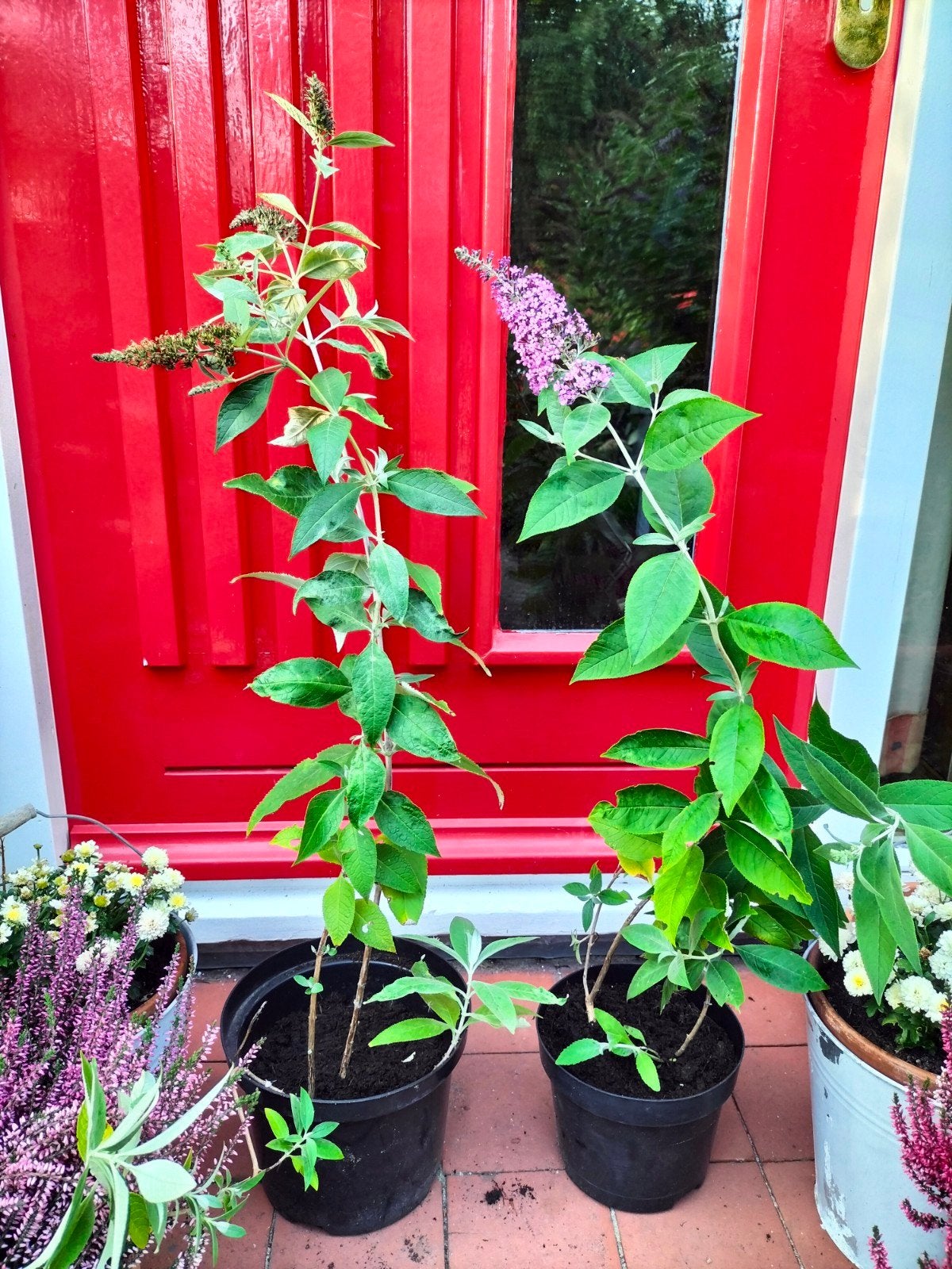 Vlinderstruikstekken , roze-paars en wit, voor €4,50, Ophalen, Vlinderstruik, Struik, 100 tot 250 cm
