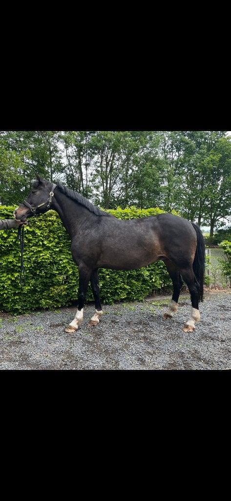19-jarige NMK dressuur merrie California, Dieren en Toebehoren, Merrie, Niet van toepassing, Dressuurpaard, 11 jaar of ouder