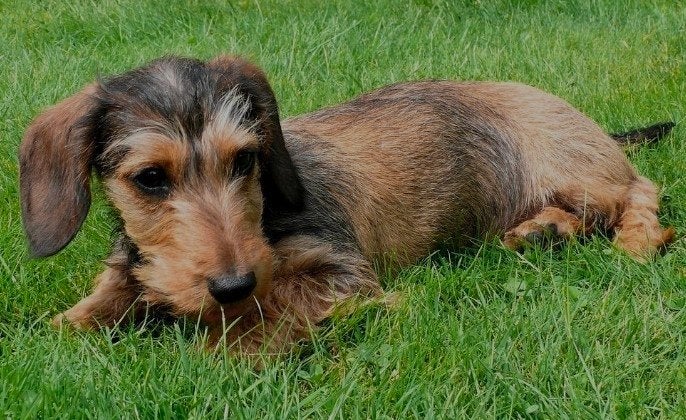 Kaninchen teckel pup gezocht (teefje), Dieren en Toebehoren, Kaninchen, 8 tot 15 weken, Teef, Eén hond