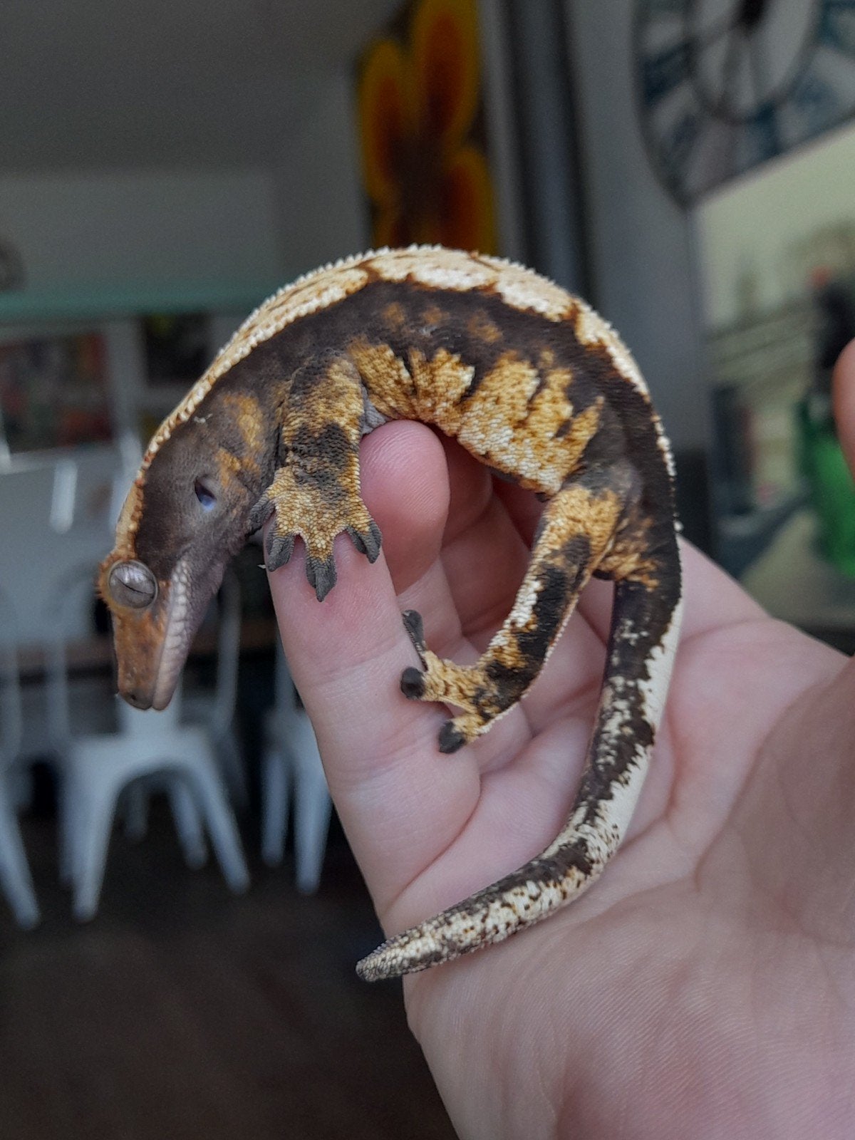 Wimper gecko baby (man) harlequin & dalmatian mix Crested Gecko - male for sale from Nikki